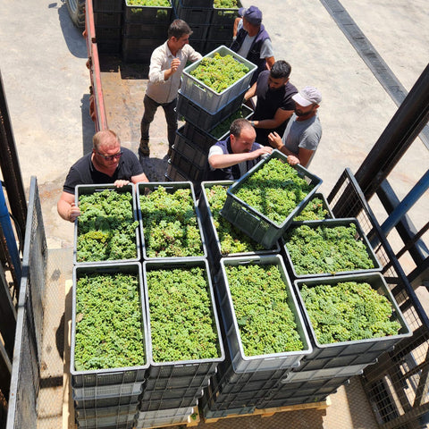 Kumkale Narince - Emir