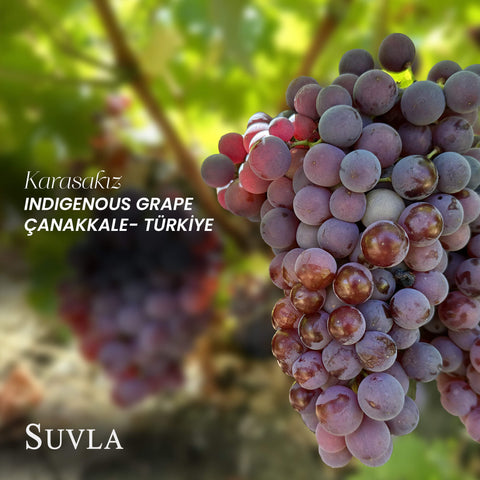 Suvla Karasakız Blush