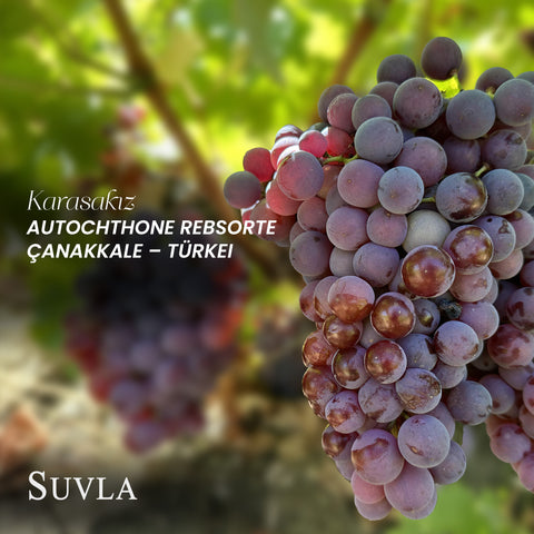 Suvla Karasakız Blush