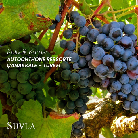Suvla Kalecik Karası