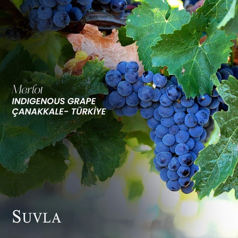 Suvla Merlot BA