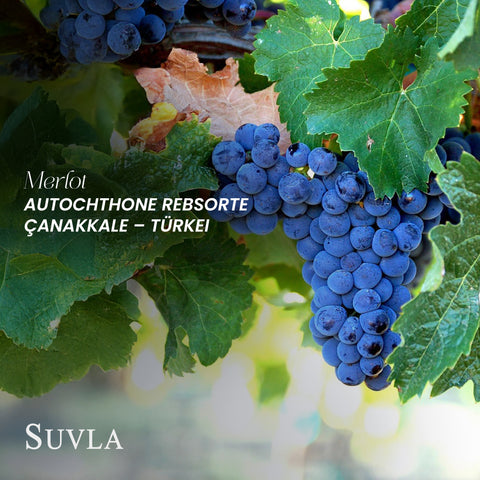 Suvla Merlot BA