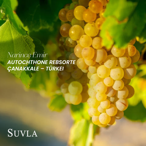 Suvla Misket Narince