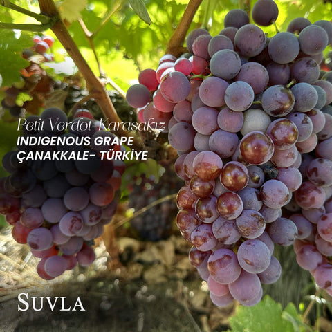 Suvla Reserve Petit Verdot - Karasakız