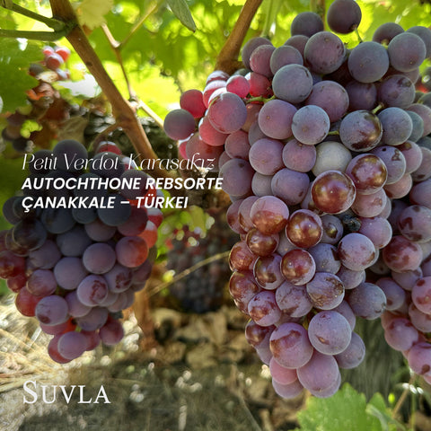 Suvla Reserve Petit Verdot - Karasakız