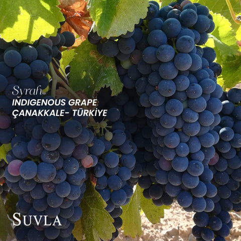 Suvla Grand Reserve Syrah